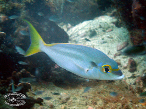 Image of two-lined monocle bream