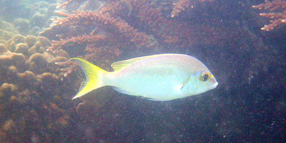 Image of two-lined monocle bream