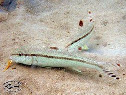 Image of Bar-tail goatfish