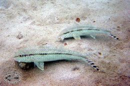 Image of Bar-tail goatfish