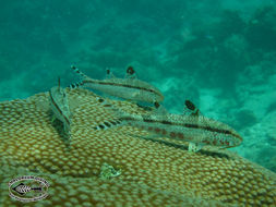 Image of Bar-tail goatfish