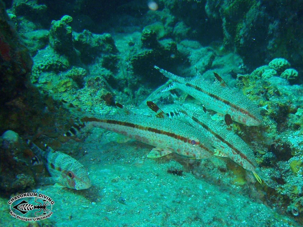 Image of Bar-tail goatfish