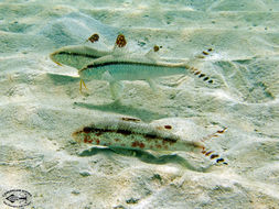 Image of Bar-tail goatfish