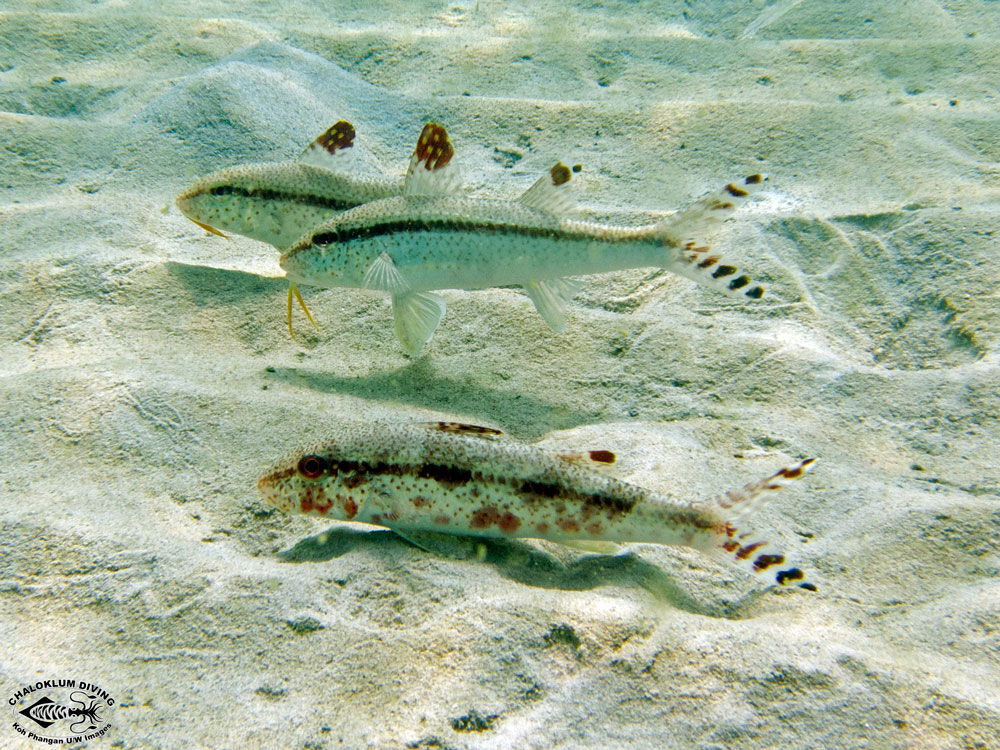 Image of Bar-tail goatfish