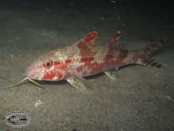 Image of Bar-tail goatfish