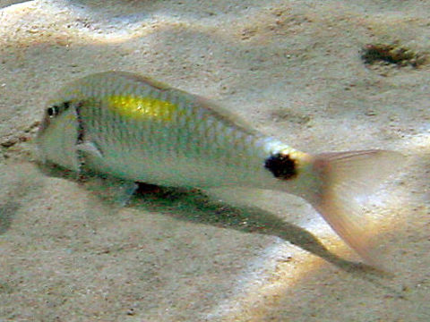 Image of Goatfish