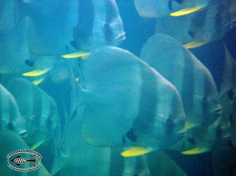 Image of Blunthead batfish