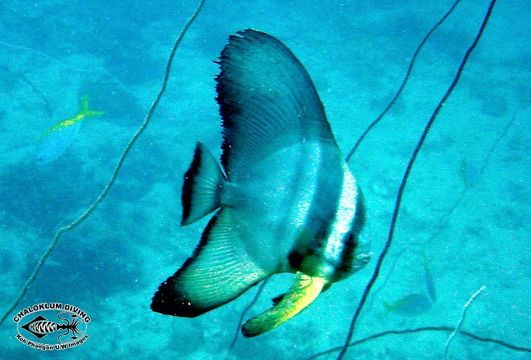 Image of Blunthead batfish