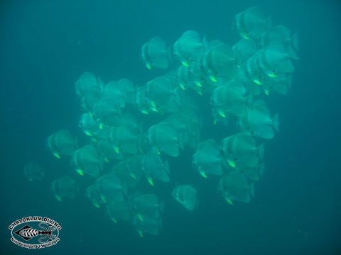 Image of Blunthead batfish