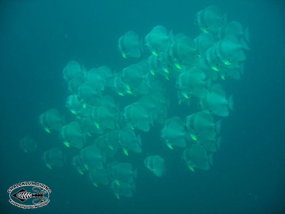 Image of Blunthead batfish