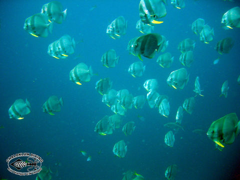 Image of Blunthead batfish