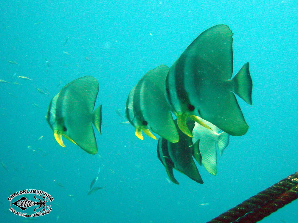 Image of Blunthead batfish