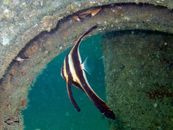 Image of Blunthead batfish