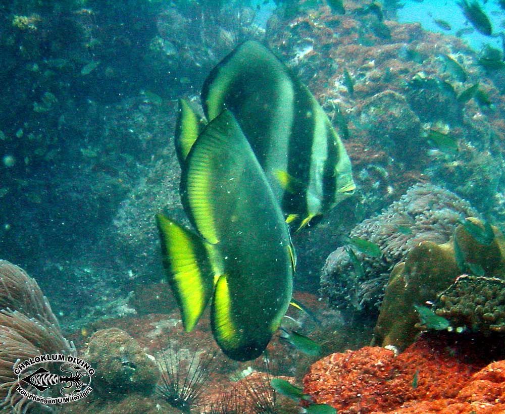 Image of Longfin batfish