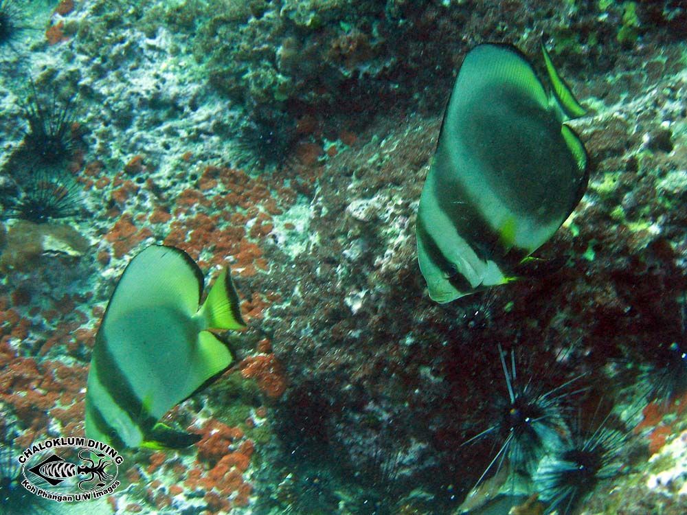 Image of Longfin batfish