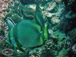 Image of Longfin batfish