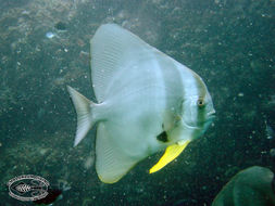 Image of Orbicular batfish