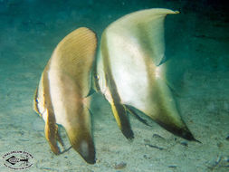 Image of Orbicular batfish