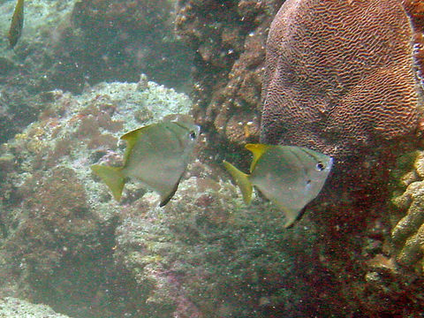 Image de Poisson-lune argenté