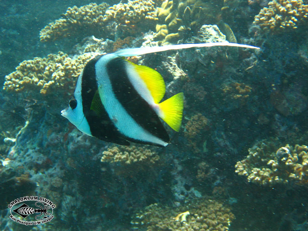 Image of Bannerfish