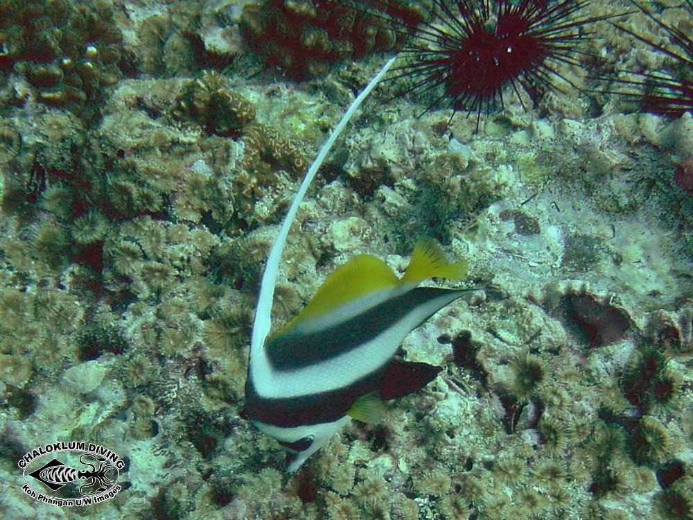 Image of Bannerfish