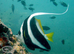 Image of Bannerfish