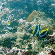 Image of Bannerfish