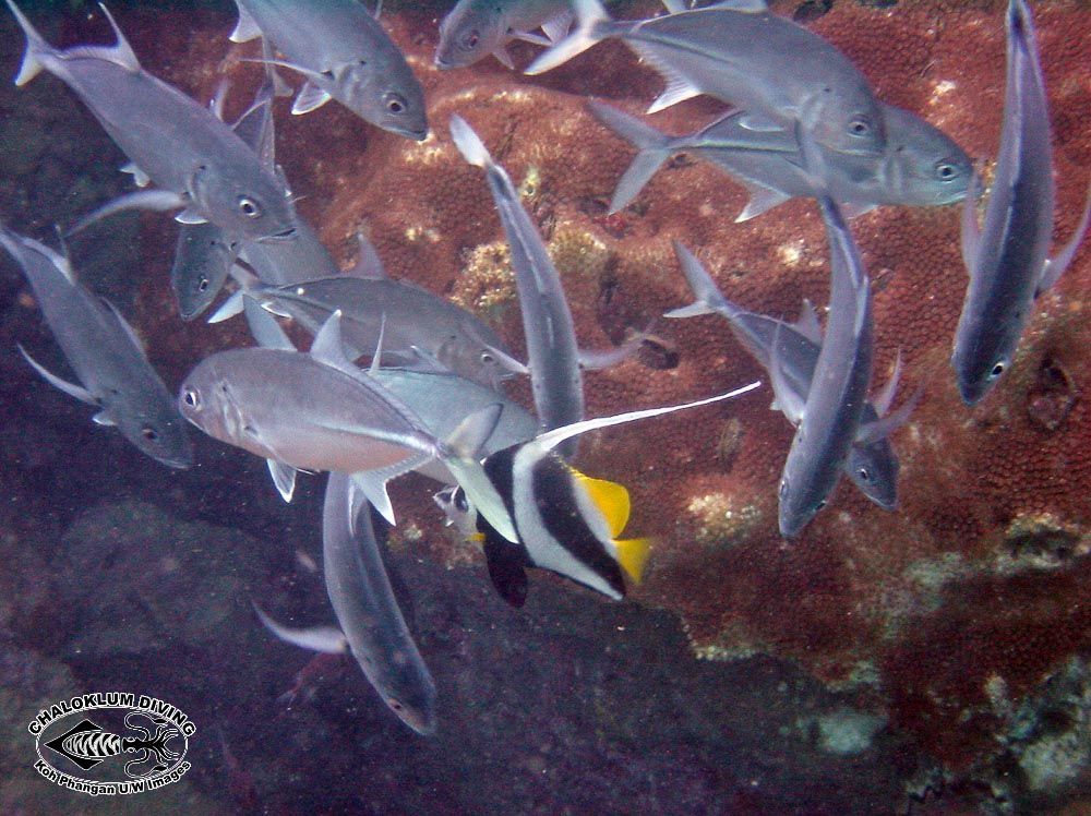 Image of Bannerfish