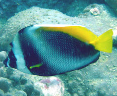 Image of Singular Bannerfish