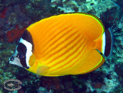 Image of Butterflyfish