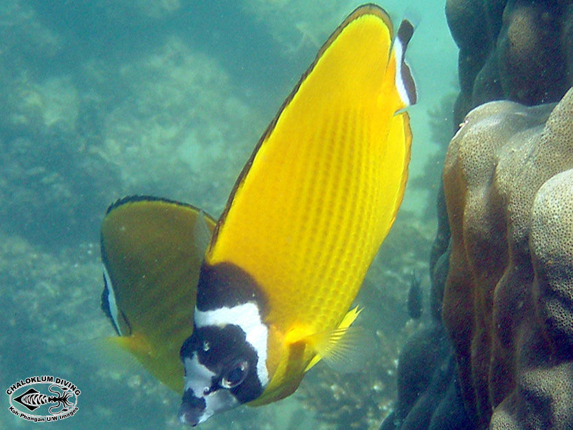 Image of Butterflyfish