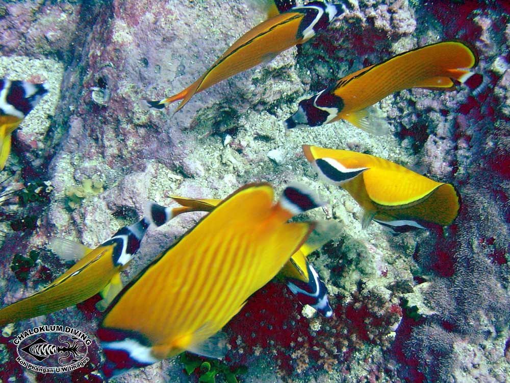 Image of Butterflyfish