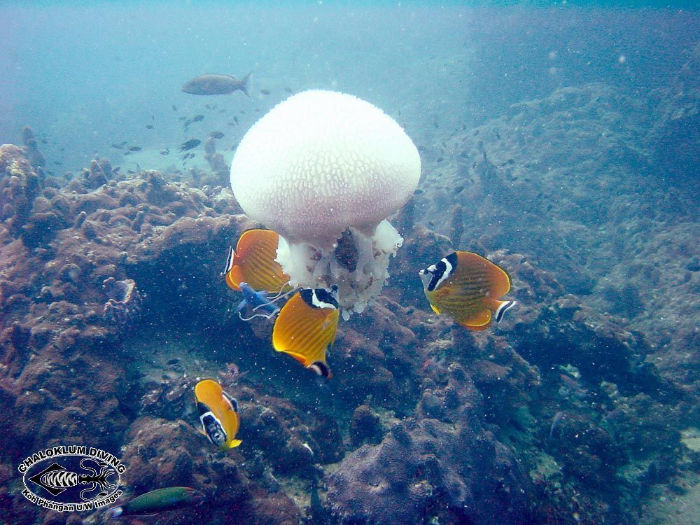 Image of Butterflyfish