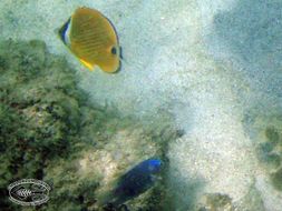 Image of Butterflyfish