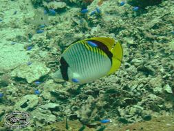 Chaetodon lineolatus Cuvier 1831 resmi