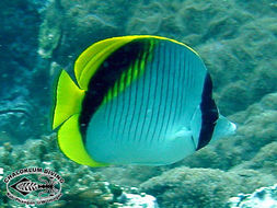 Chaetodon lineolatus Cuvier 1831 resmi