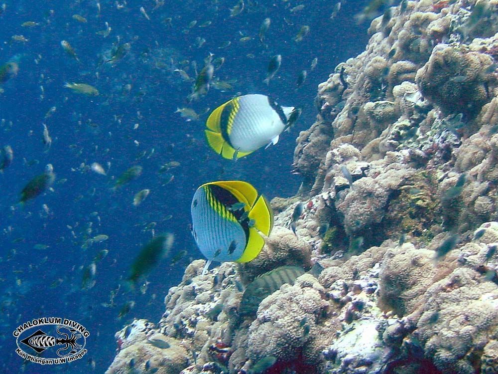 Chaetodon lineolatus Cuvier 1831 resmi