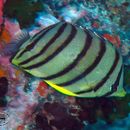 Image of Eight Banded Butterflyfish
