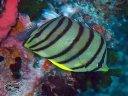 Image of Eight Banded Butterflyfish