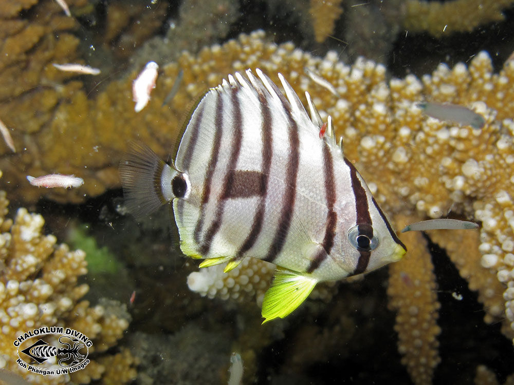 Image of Eight Banded Butterflyfish