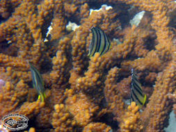 Image of Eight Banded Butterflyfish