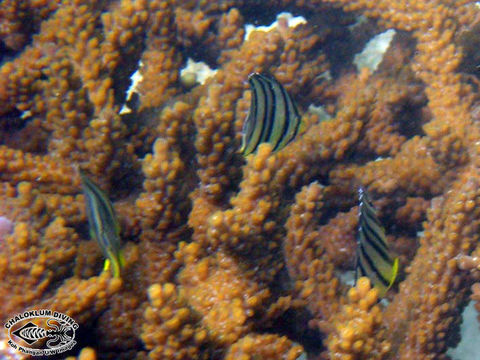 Image of Eight Banded Butterflyfish