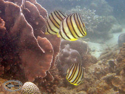 Image of Eight Banded Butterflyfish