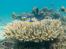 Image of Eight Banded Butterflyfish