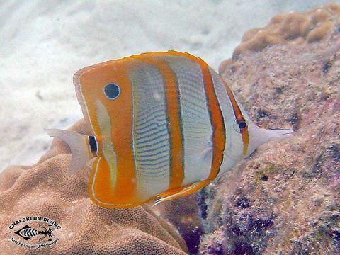 Image of Banded Longsnout Butterflyfish