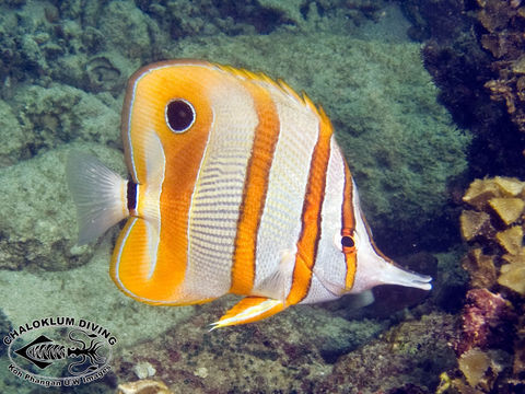 Image of Banded Longsnout Butterflyfish