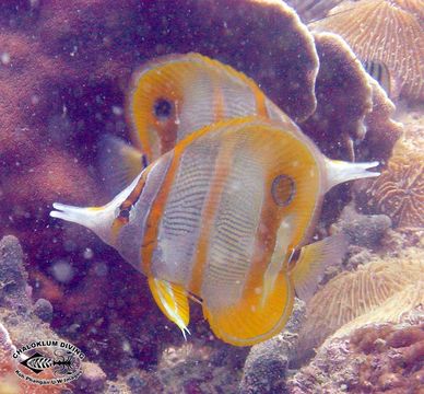 Image of Banded Longsnout Butterflyfish