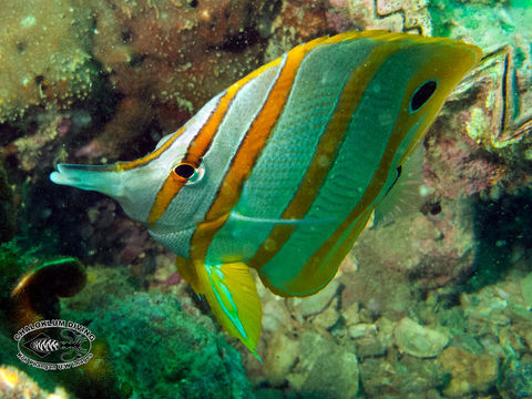 Image of Banded Longsnout Butterflyfish