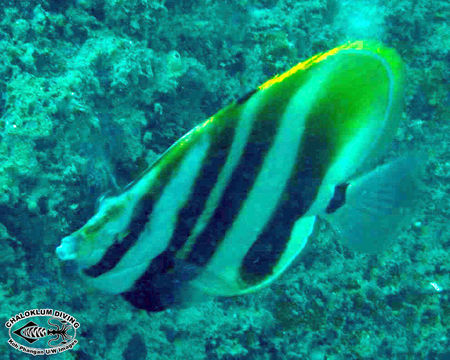 Image of High-fin Butterflyfish