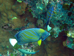 Image of Blue Ring Angelfish